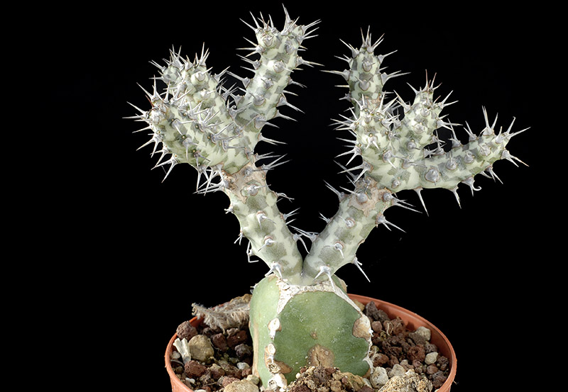 Euphorbia Horwoodii Cm. 14 € 22,00.jpg